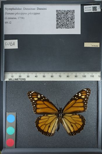 Media type: image;   Entomology 165385